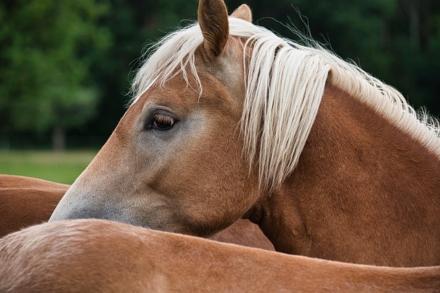 haflinger, nature, horse, animal, pony, brown, mane, horse head, pferdeportrait