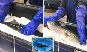 Incredible moment frozen fish is brought back to life after being defrosted with warm water | Daily Mail Online