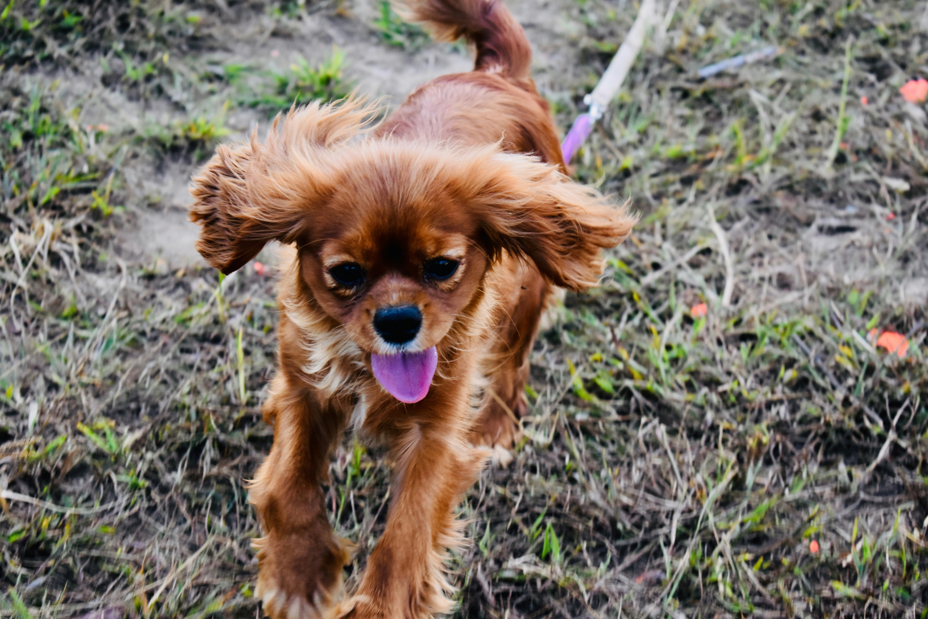 middle ear infections, originally bred, coat shiny, facts about cavalier king charles spaniels