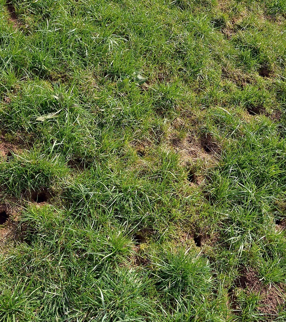 An image of gopher runways in a lawn with green grass.