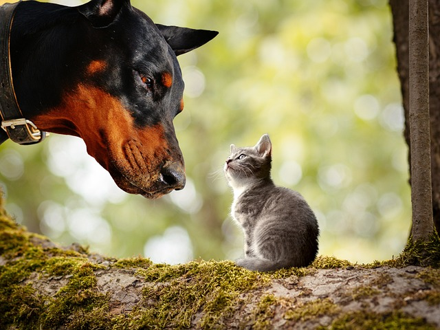 dog, kitten, animals