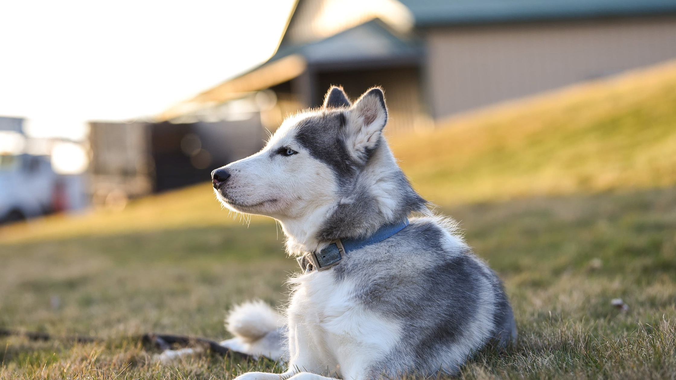 A Siberian Husky laying in a large yard