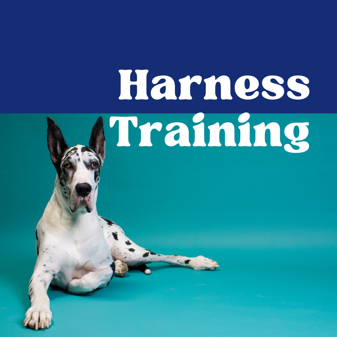 The correct way to get your puppy used to wearing a harness DailyBark