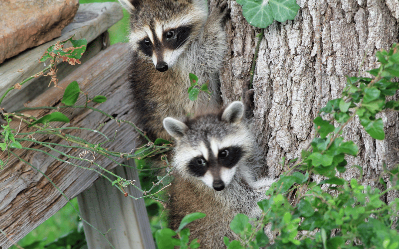 philadelphia raccoon removal