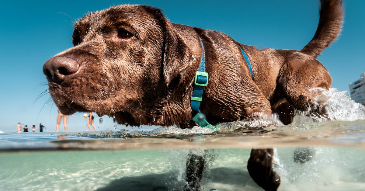 Close-up of a wet dog playing in shallow ocean water on a sunny beach, with people and buildings visible in the background.