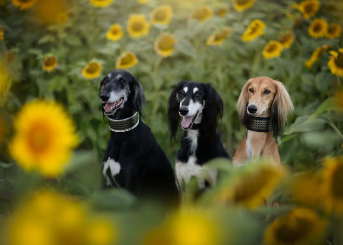 Different colors of Saluki Breed