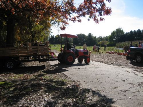 Elwood Pumpkin Farm NYC