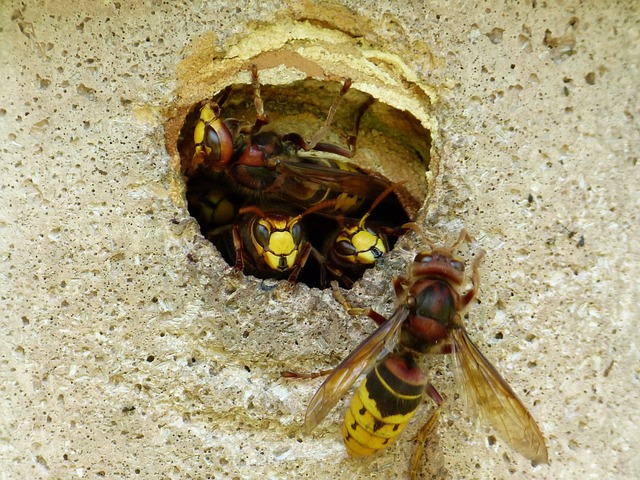 hornets, vespa crabro, animal