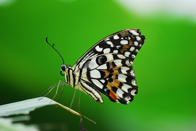 butterfly, insect, nature