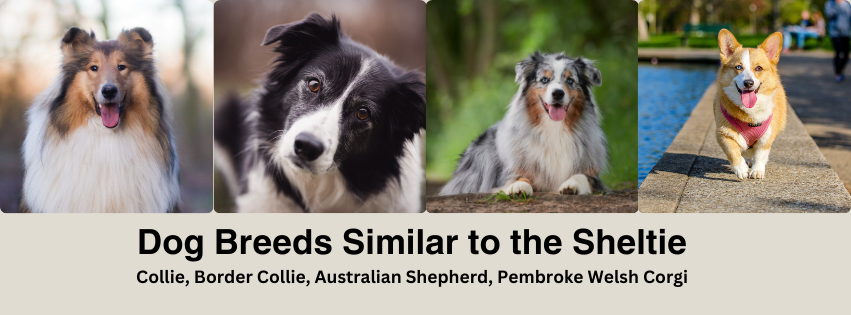 A photo collage of dog breeds similar to the Shetland Sheepdog
