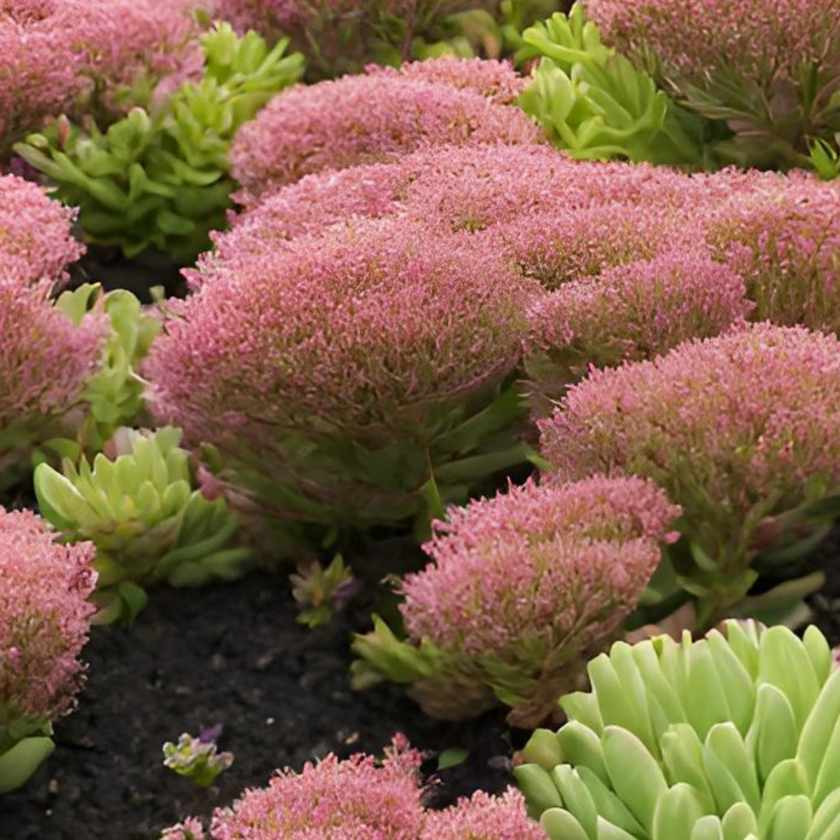 sedum