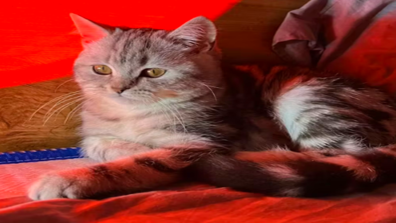 A cat sitting in red light
