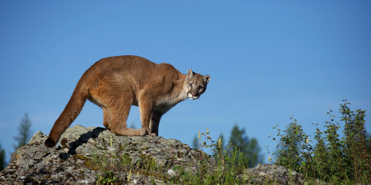 interesting animals in redwood national park