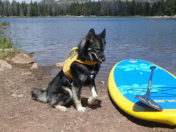 dog next to a paddle board