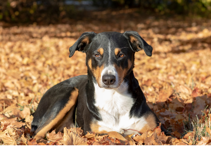 22 Dog Breeds That Look Like Rottweilers (2025 Edition)