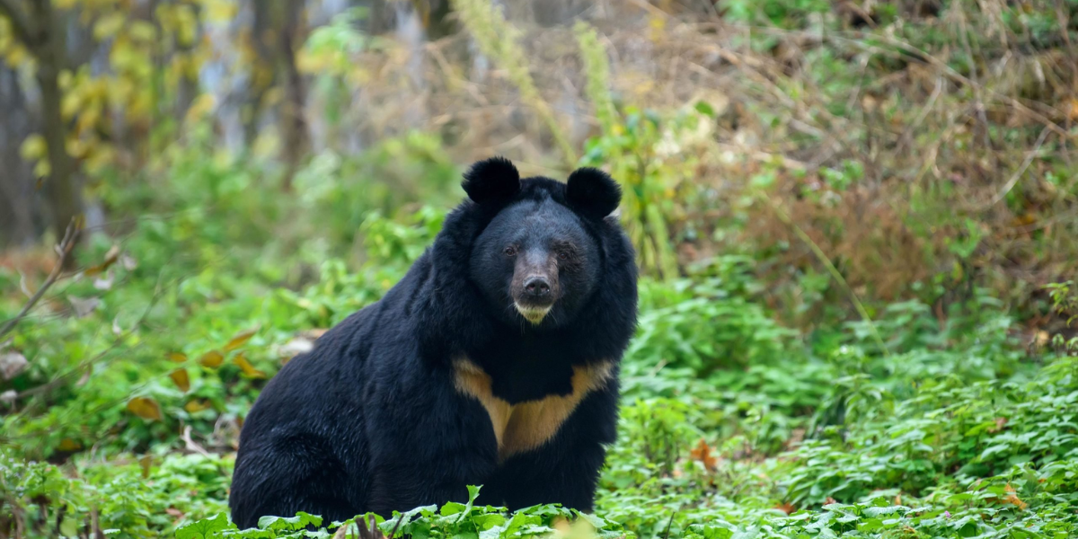 interesting animals in tennessee