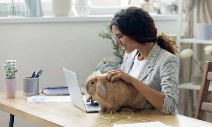 Pet Bunnies