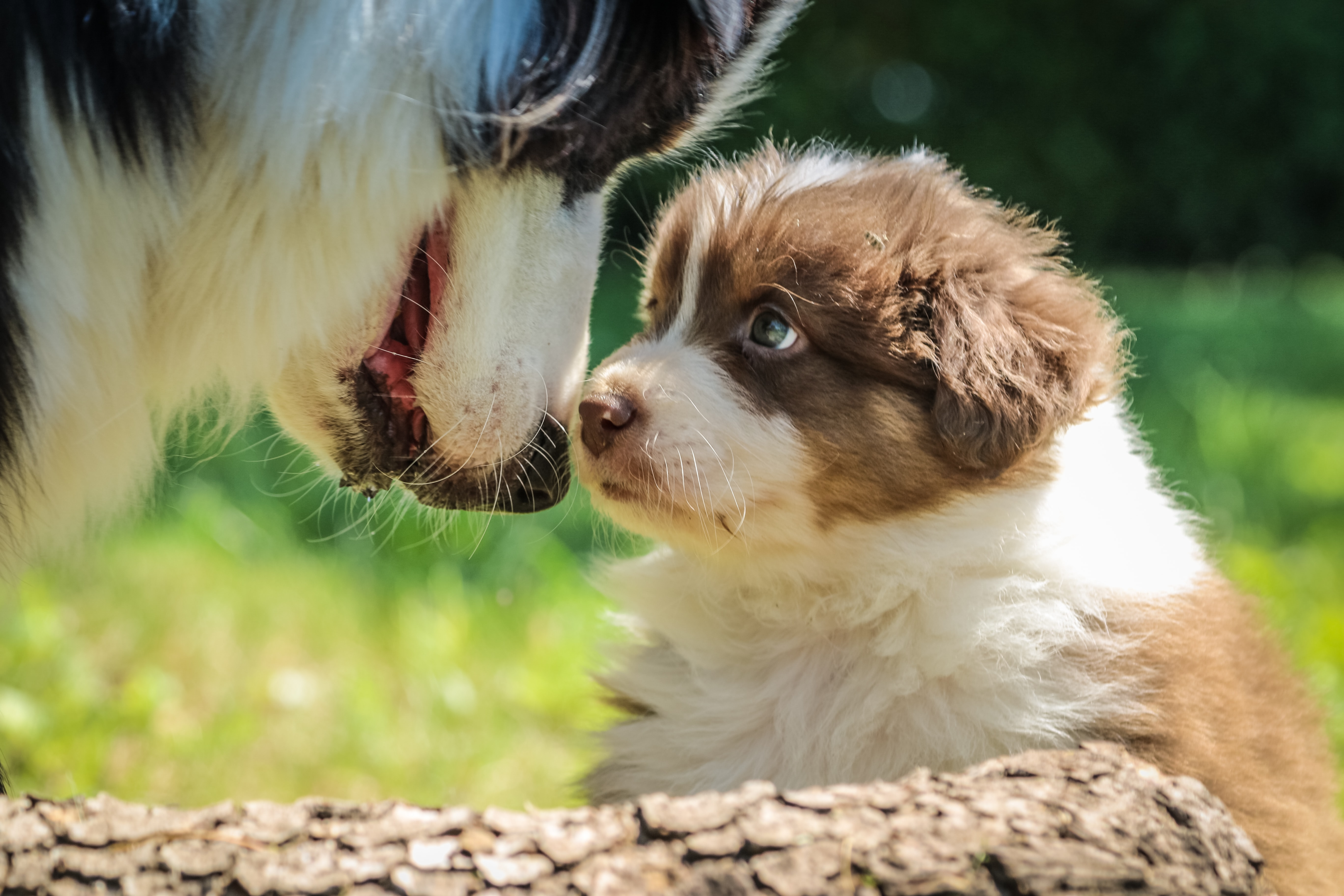 how long does it take for puppies to open their eyes and ears