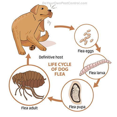 An illustration of the flea life cycle.