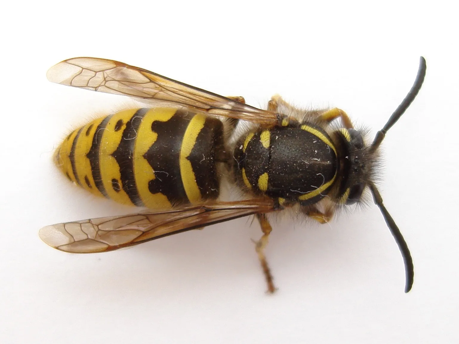 An image of a German Yellow Jacket.