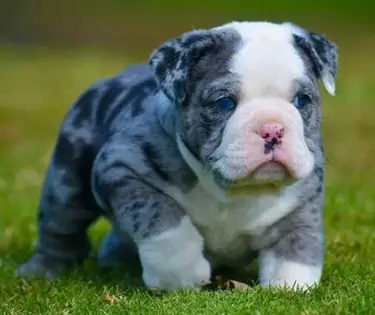 Blue and white store bulldog