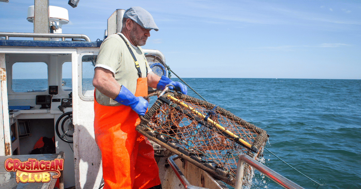 Fisherman reeling in his catch of lobster in Florida