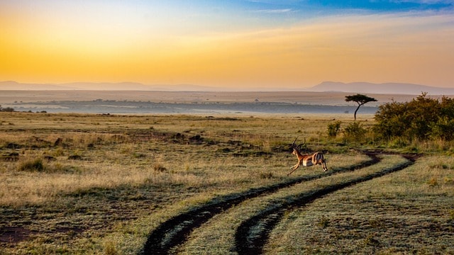Family Safari Holidays: Why Choose a Family Safari Holiday?