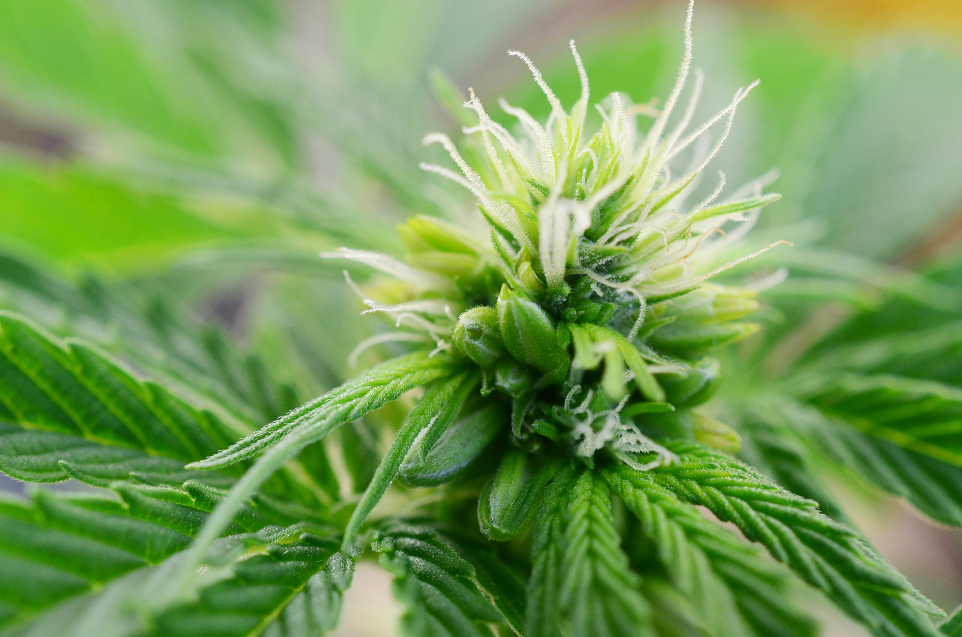 female weed seedlings