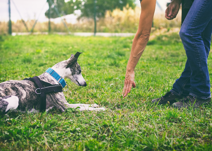 A picture of a tall and skinny dog being trained
