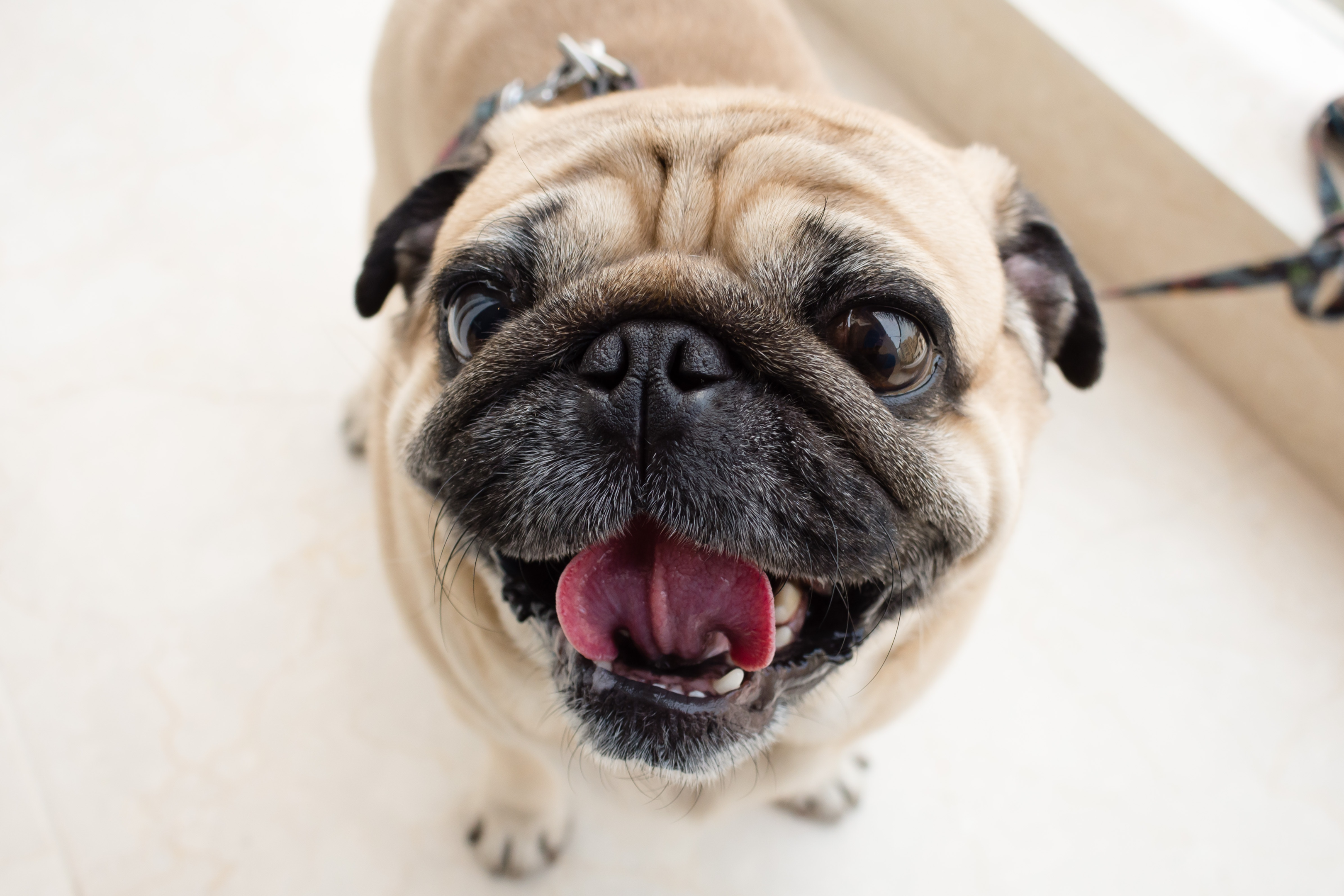 A happy Pug on a leash 