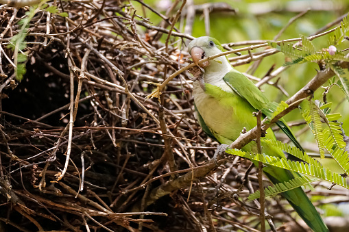 how much does a quaker parrot cost