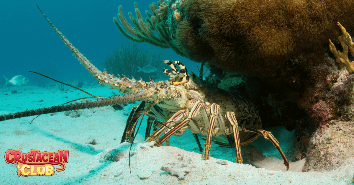 A lobster in Bahamian waters during lobster season