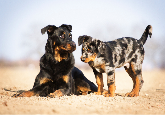 22 Dog Breeds That Look Like Rottweilers (2024 Edition)