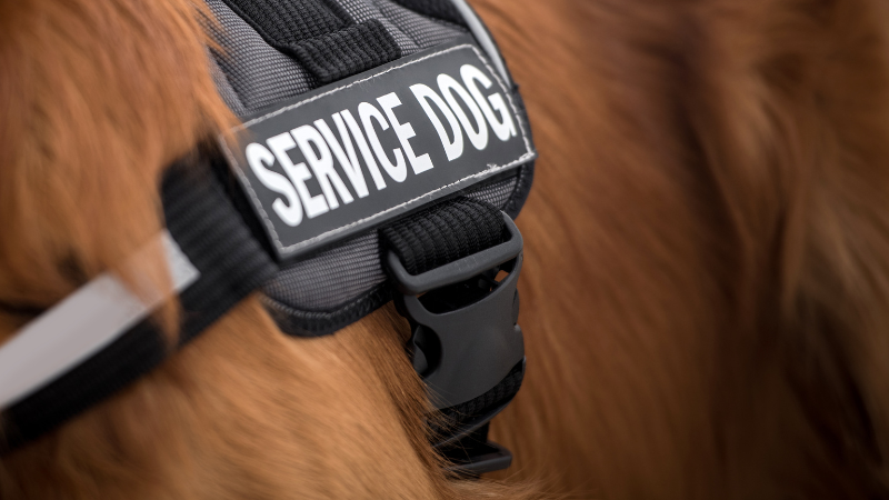 Specially trained dogs can come into home depot and several stores to enjoy the wide aisles. Working animals are compliant with store policies and perform tasks. 