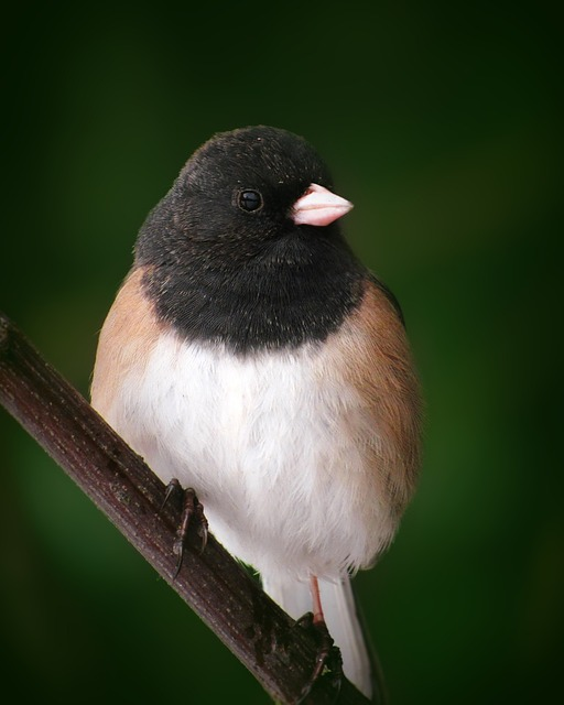 dark-eyed junco, bird, animal