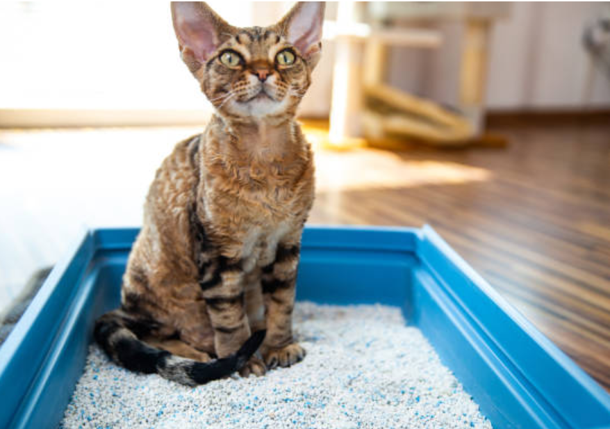 De Beste Grote Kattenbak Voor Jouw Vriendschap Met Een Groot Dier