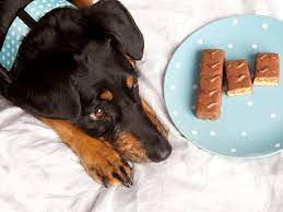 Chocolate Poisoning in Dogs