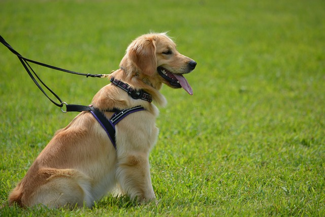 golden retriever, pet, dog, lab dog,  lab dogs, retriever dogs, labador, labrador retriever personality, labrador puppies, labador breeds, labrador retriever, guide dogs, yellow labs, same litter, dog ownership, labrador retriever facts, double coat