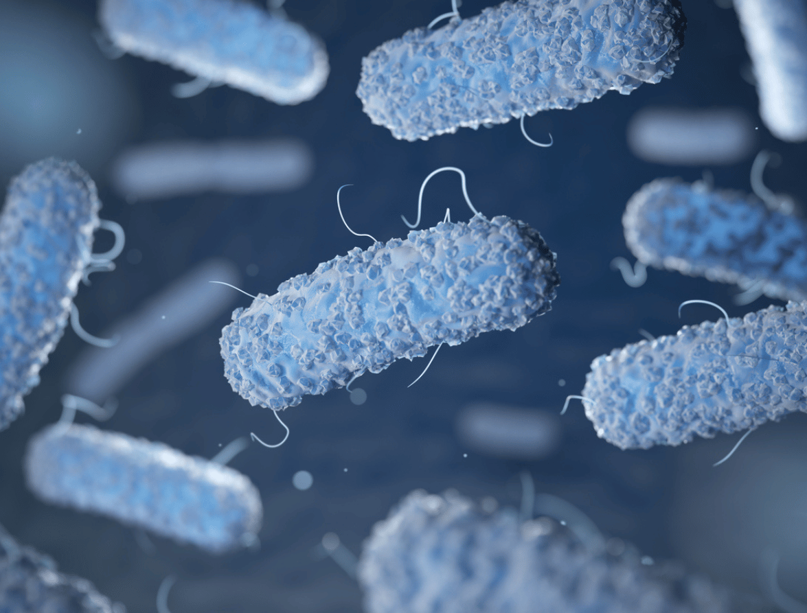 Legionella bacteria; Legionnaires' disease causing bacteria close-up under the microscope.