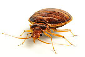 4,531 Bed Bug Stock Photos, Pictures & Royalty-Free Images - iStock