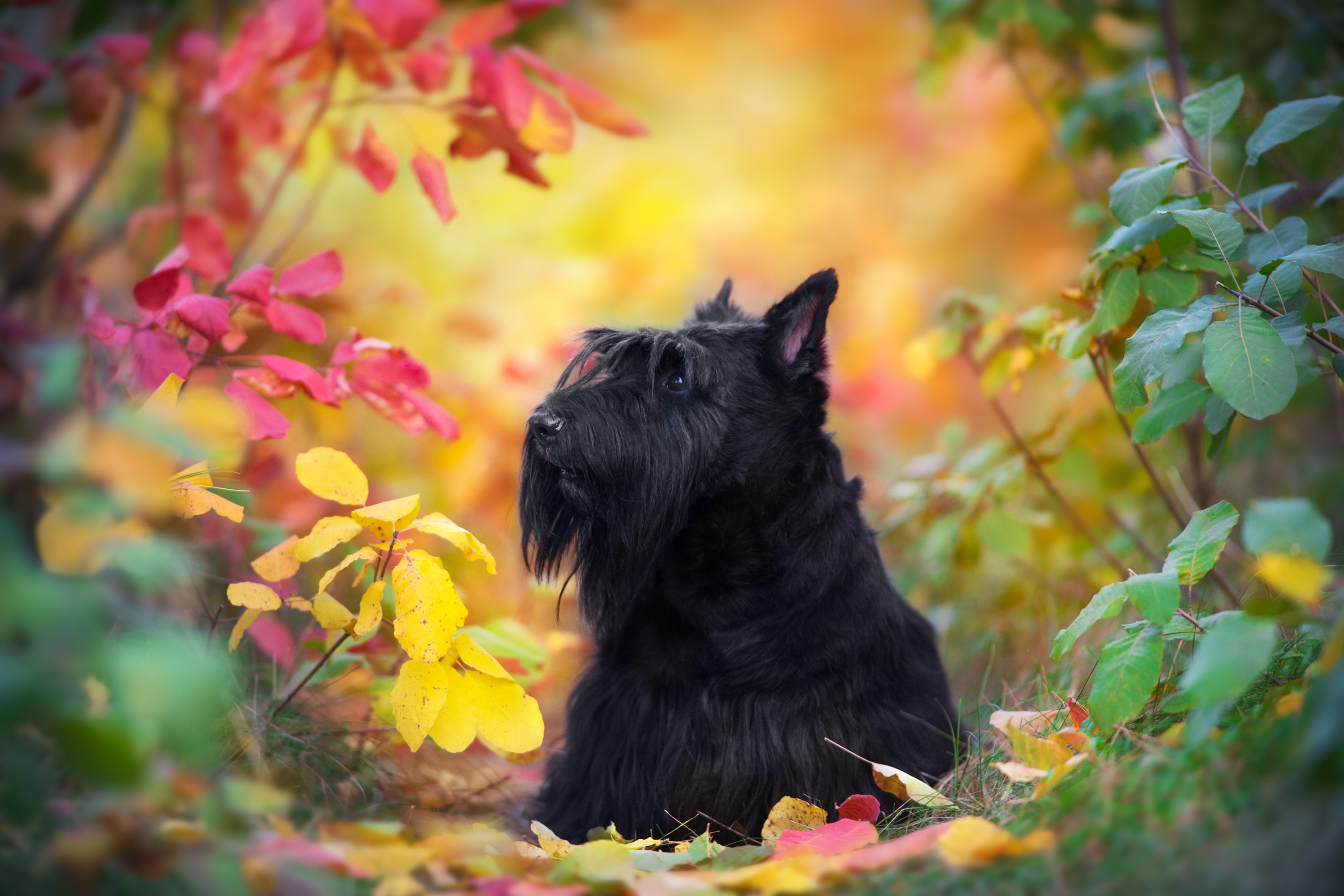 A Scottish Terrier laying in a colorful forest