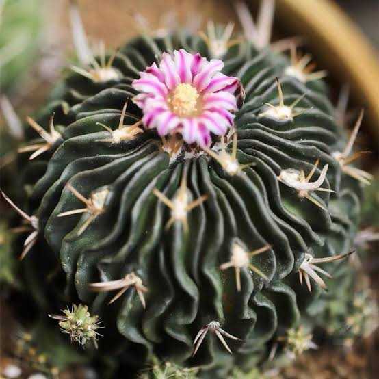 mammillaria elongata cactus, brain cactus, crested cacti