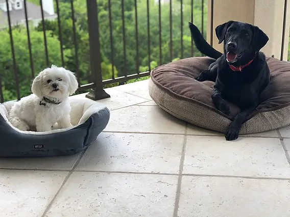 multi-dog household