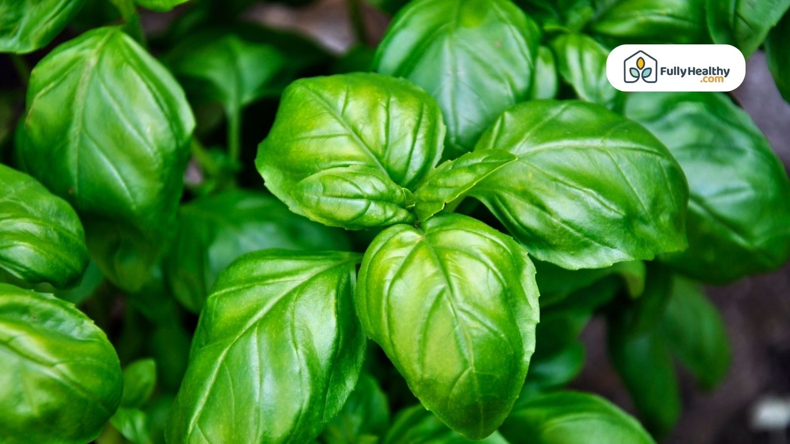 Close-up of fresh green basil leaves grown in healthy garden conditions