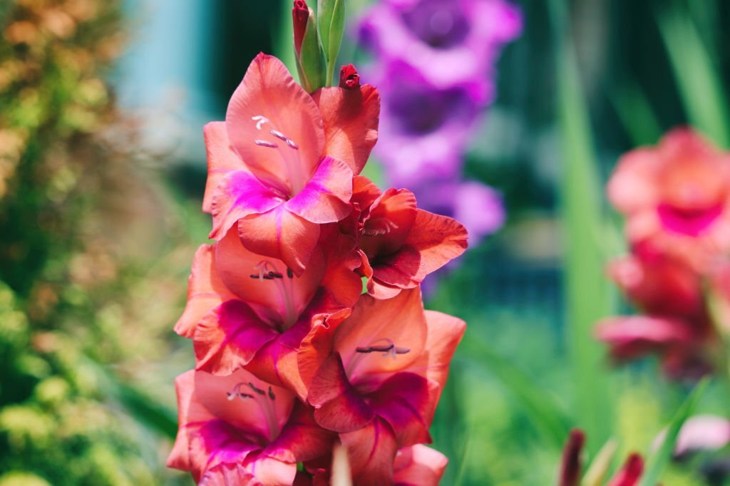 Gladiolus
