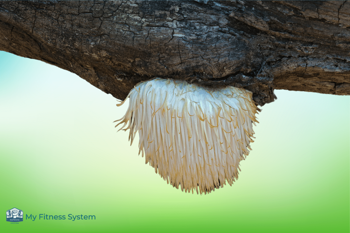 Where Does Lion's Mane Grow?