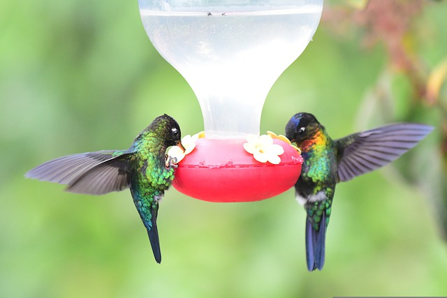 Where Is The Best Place To Hang A Hummingbird Feeder
