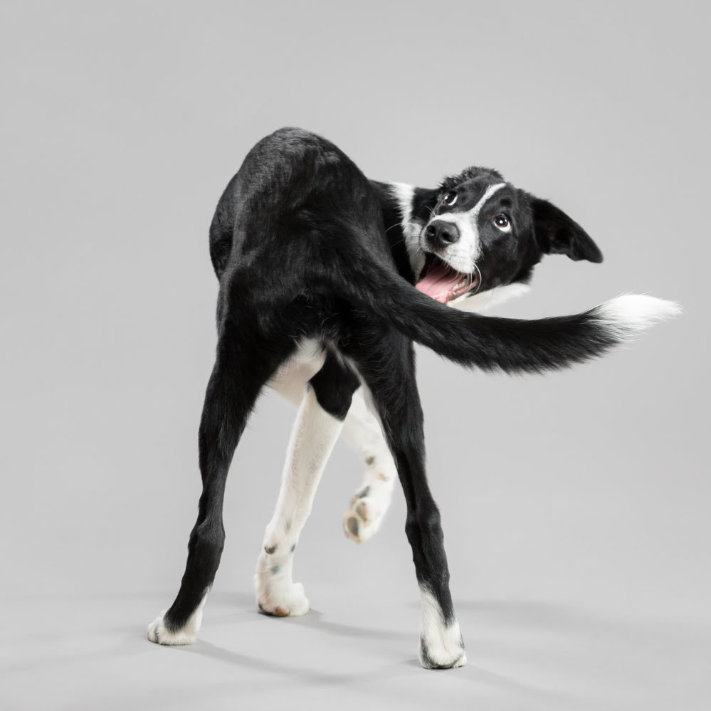 A dog in the process of spinning around