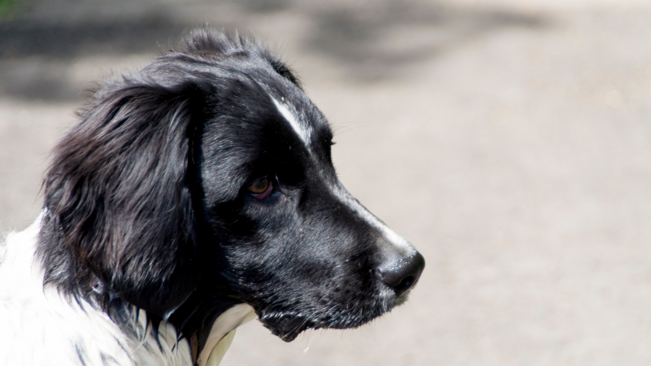 A face sideview of a Stabyhoun with a healthy coat