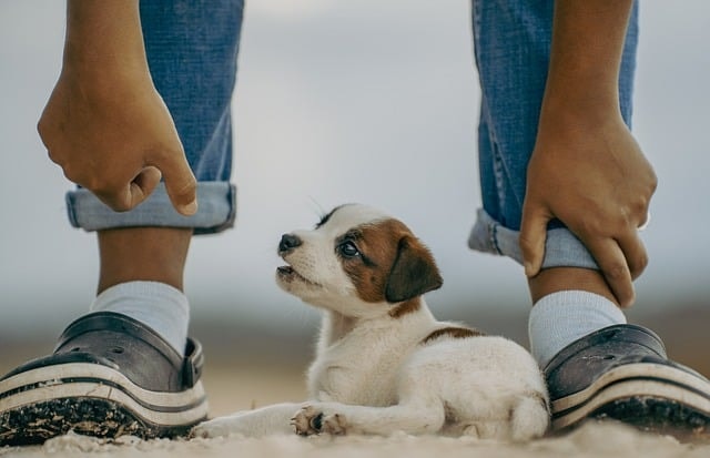 jack russell, puppy, mammal